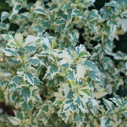 Rose of Sharon - SUGAR TIP