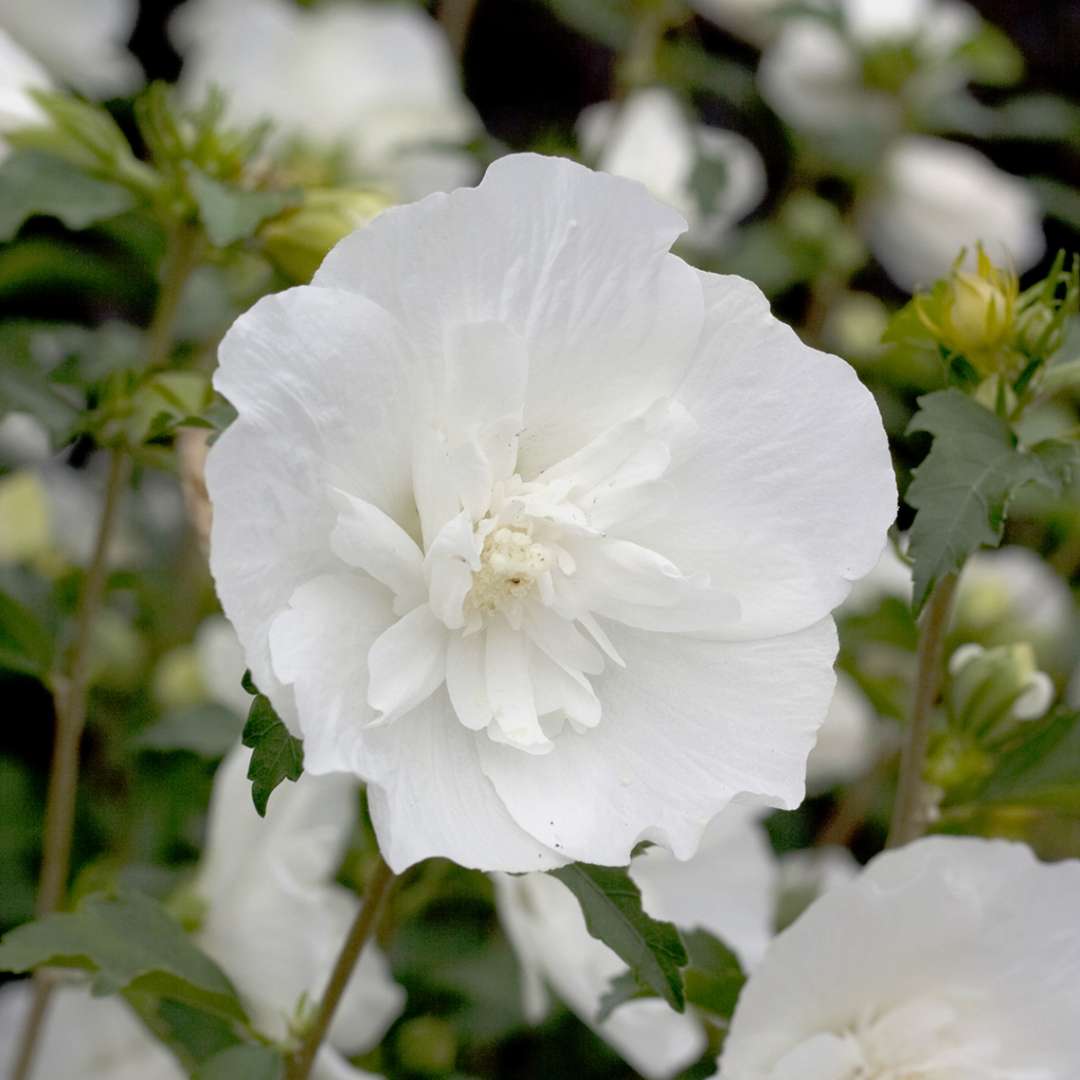 Rose of Sharon - White CHIFFON