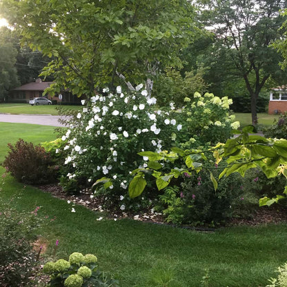 Rose of Sharon - White CHIFFON