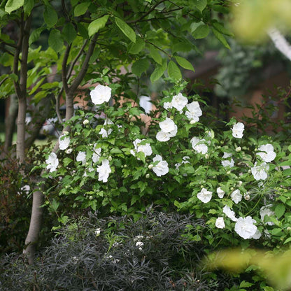 Rose of Sharon - White CHIFFON