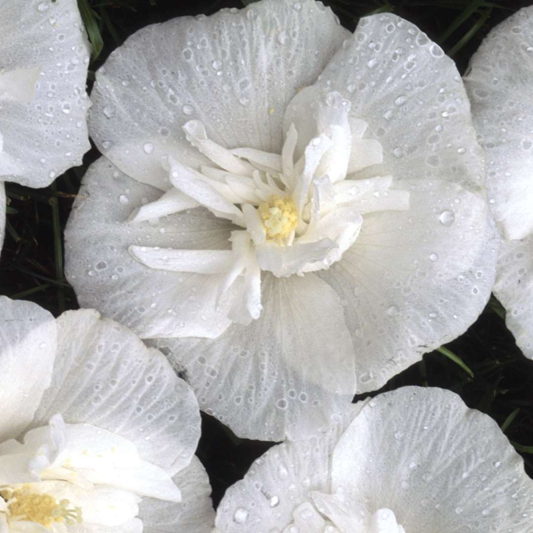 Rose of Sharon - White CHIFFON