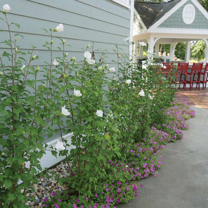 Rose of Sharon - WHITE PILLAR