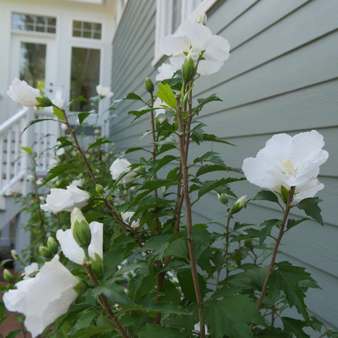 Rose of Sharon - WHITE PILLAR