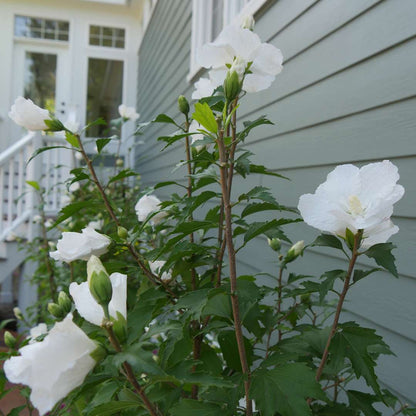 Rose of Sharon - WHITE PILLAR
