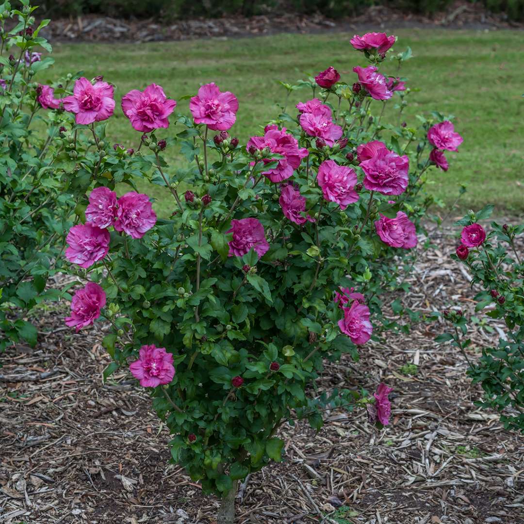 Rose of Sharon - Magenta CHIFFON