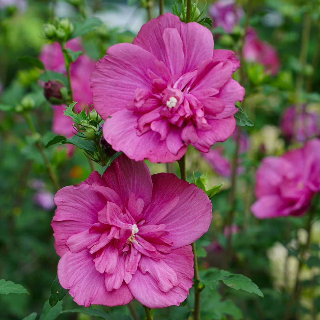 Rose of Sharon - Magenta CHIFFON