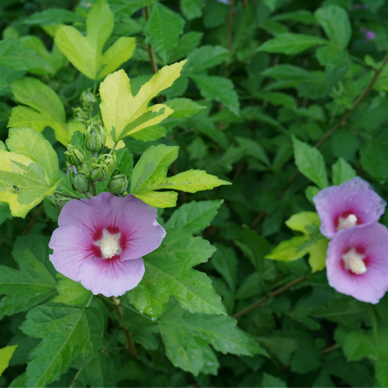 Rose of Sharon - PARAPLU ADORNED