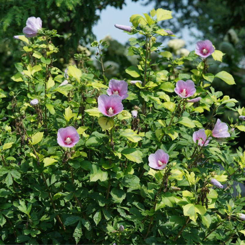 Rose of Sharon - PARAPLU ADORNED