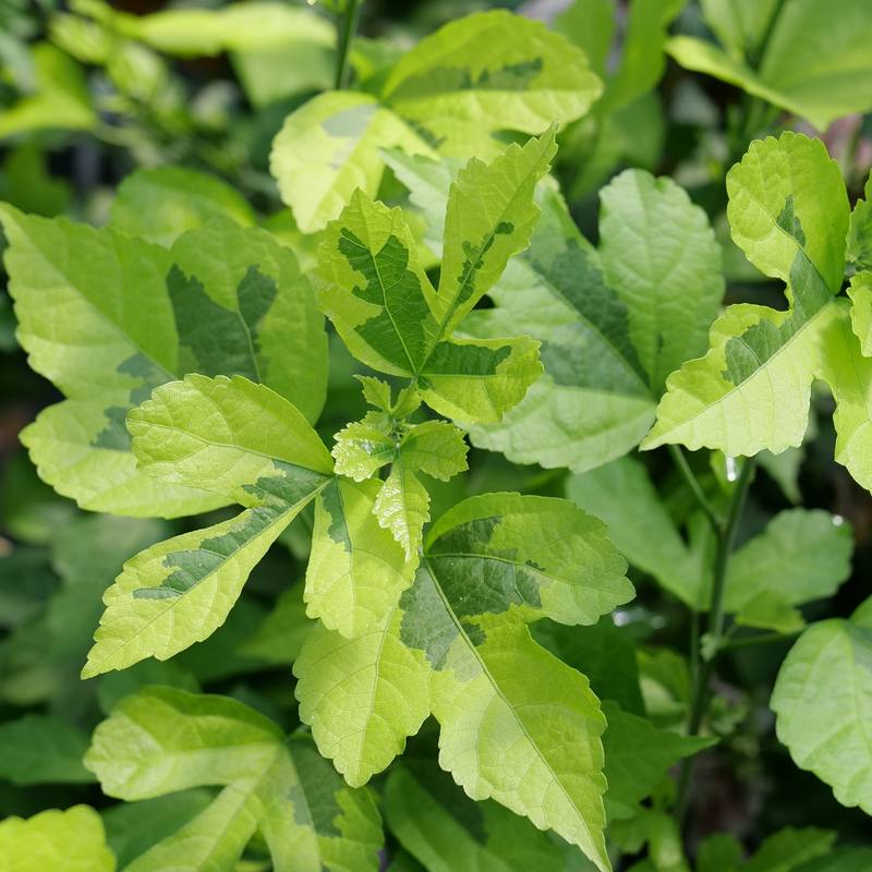 Rose of Sharon - PARAPLU ADORNED