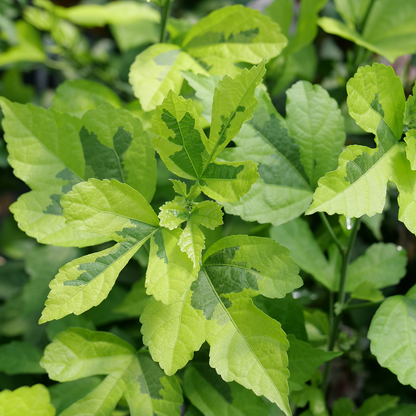 Rose of Sharon - PARAPLU ADORNED
