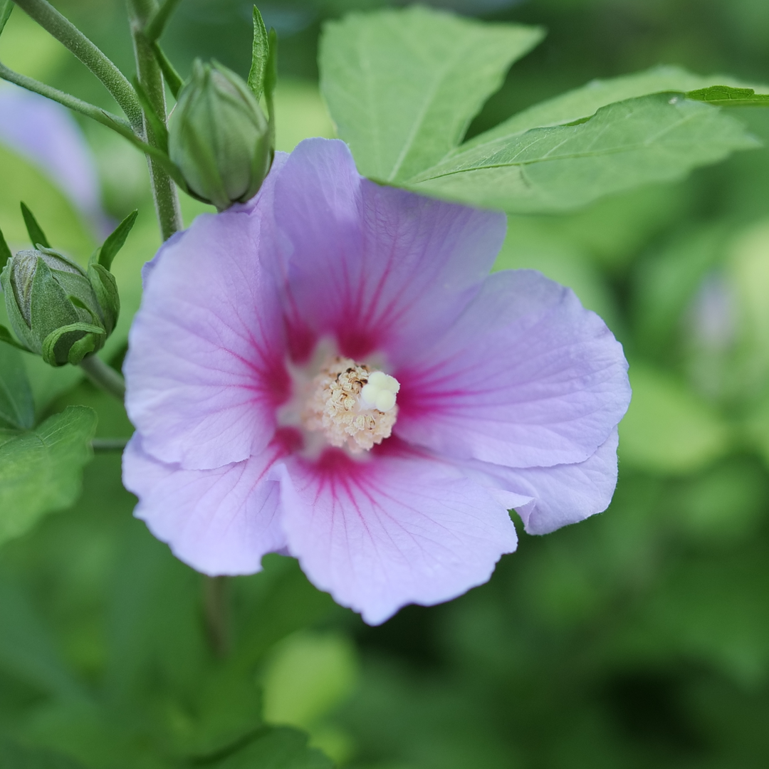 Rose of Sharon - PARAPLU ADORNED