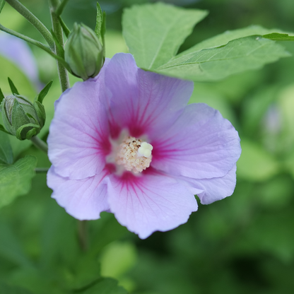 Rose of Sharon - PARAPLU ADORNED