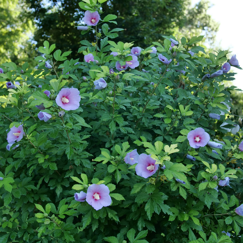 Rose of Sharon - PARAPLU ADORNED