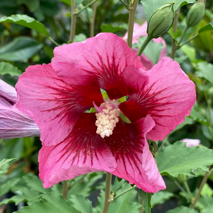 Rose of Sharon - RED PILLAR