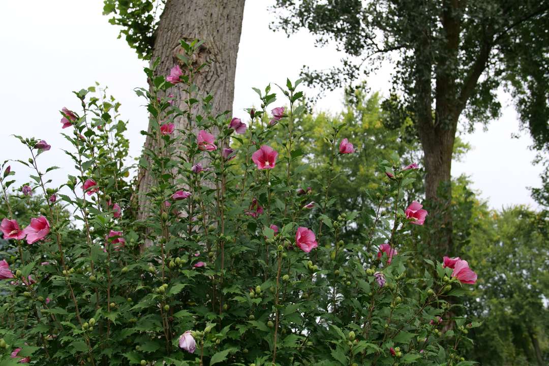 Rose of Sharon - RED PILLAR