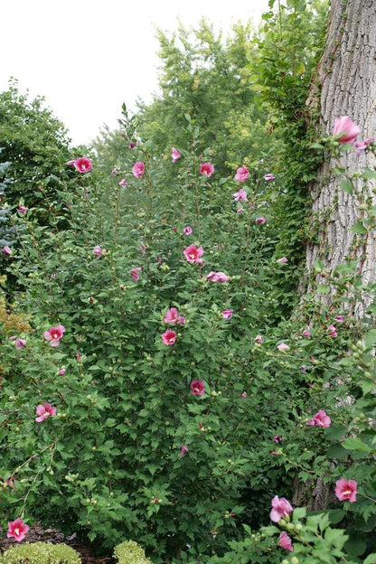 Rose of Sharon - RED PILLAR