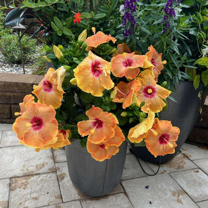 Tropical Hibiscus - HOLLYWOOD HIBISCUS VIP