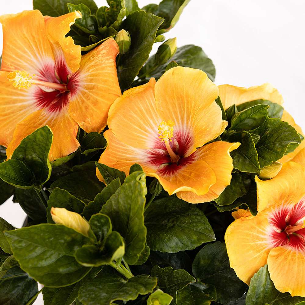 Tropical Hibiscus - HOLLYWOOD HIBISCUS VIP