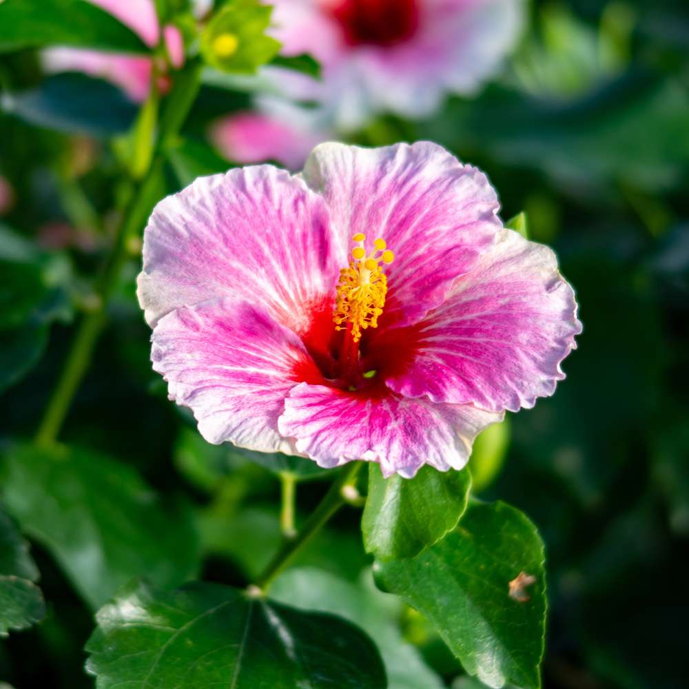 Tropical Hibiscus - HOLLYWOOD HIBISCUS AMERICA’S SWEETHEART