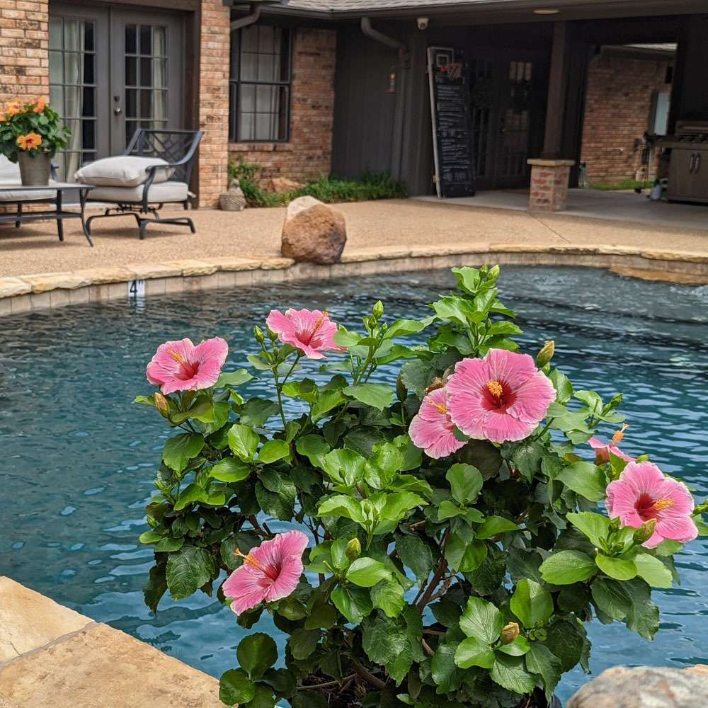 Tropical Hibiscus - HOLLYWOOD HIBISCUS AMERICA’S SWEETHEART