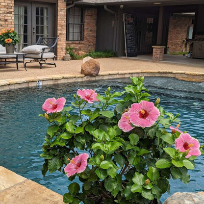 Tropical Hibiscus - HOLLYWOOD HIBISCUS AMERICA’S SWEETHEART