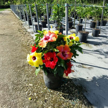 Tropical Hibiscus - HOLLYWOOD HIBISCUS BLOOM BASH