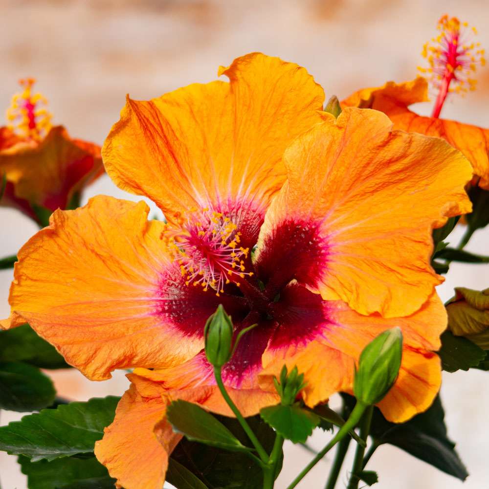 Tropical Hibiscus - HOLLYWOOD HIBISCUS DISCO DIVA
