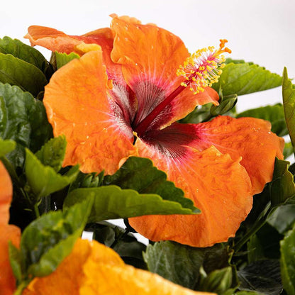 Tropical Hibiscus - HOLLYWOOD HIBISCUS DISCO DIVA