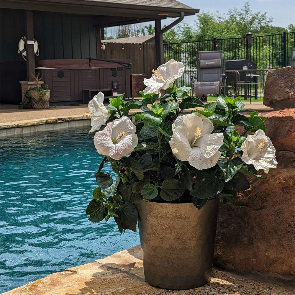 Tropical Hibiscus - HOLLYWOOD HIBISCUS EARTH ANGEL