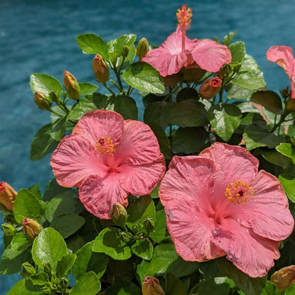 Tropical Hibiscus - HOLLYWOOD HIBISCUS FIRST LADY