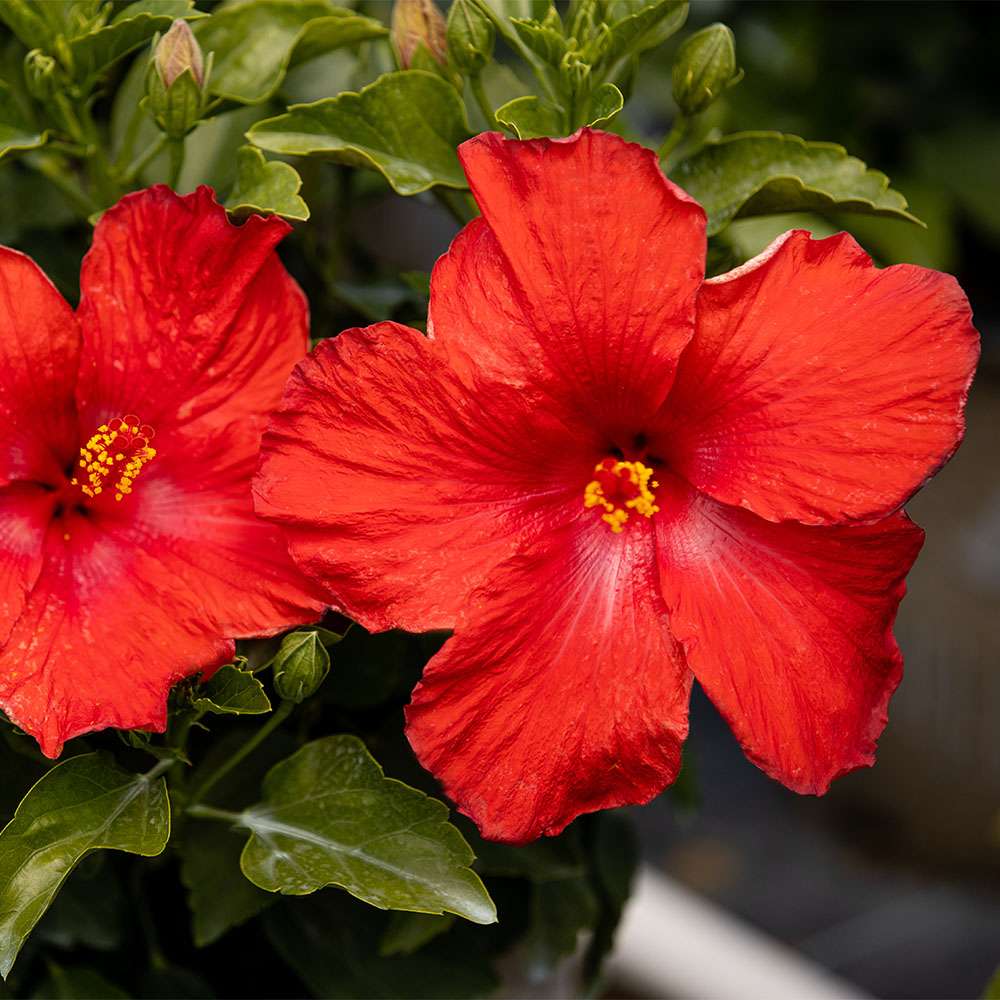 Tropical Hibiscus - HOLLYWOOD HIBISCUS FIRST TO ARRIVE