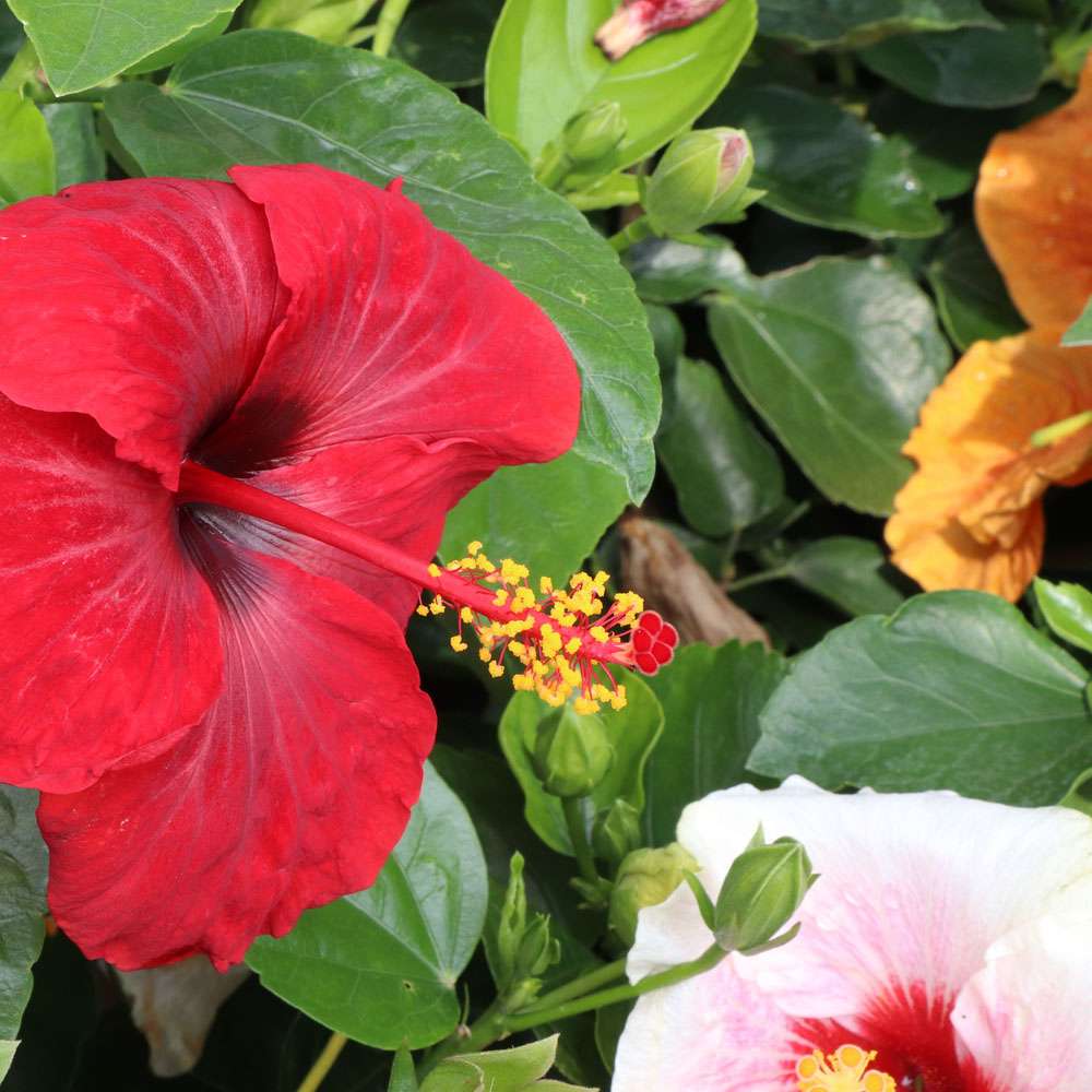 Tropical Hibiscus - HOLLYWOOD HIBISCUS BLOOM BASH