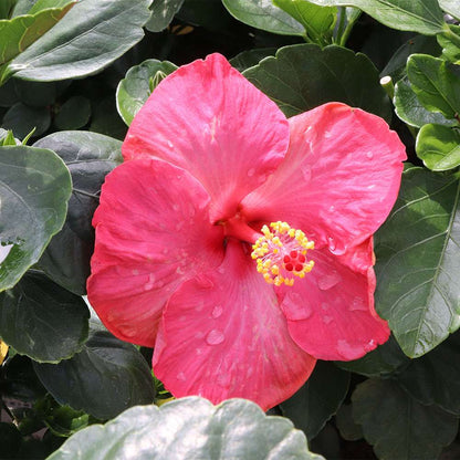 Tropical Hibiscus - HOLLYWOOD HIBISCUS FIRST LADY