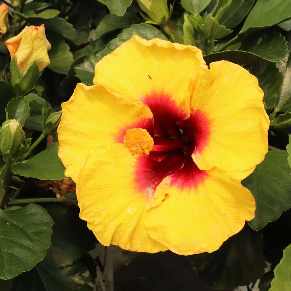 Tropical Hibiscus - HOLLYWOOD HIBISCUS RICO SUAVE