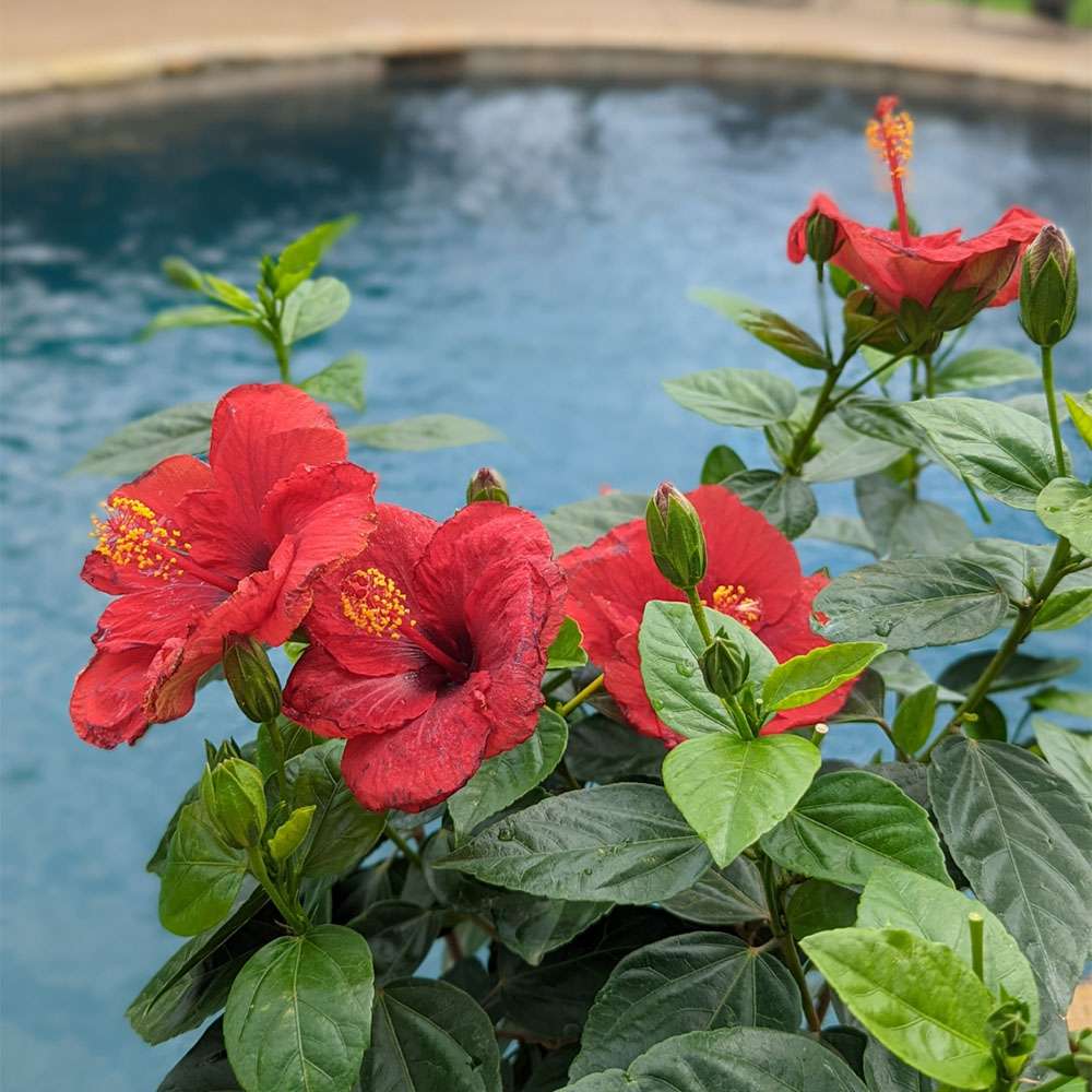 Tropical Hibiscus - HOLLYWOOD HIBISCUS HOT SHOT
