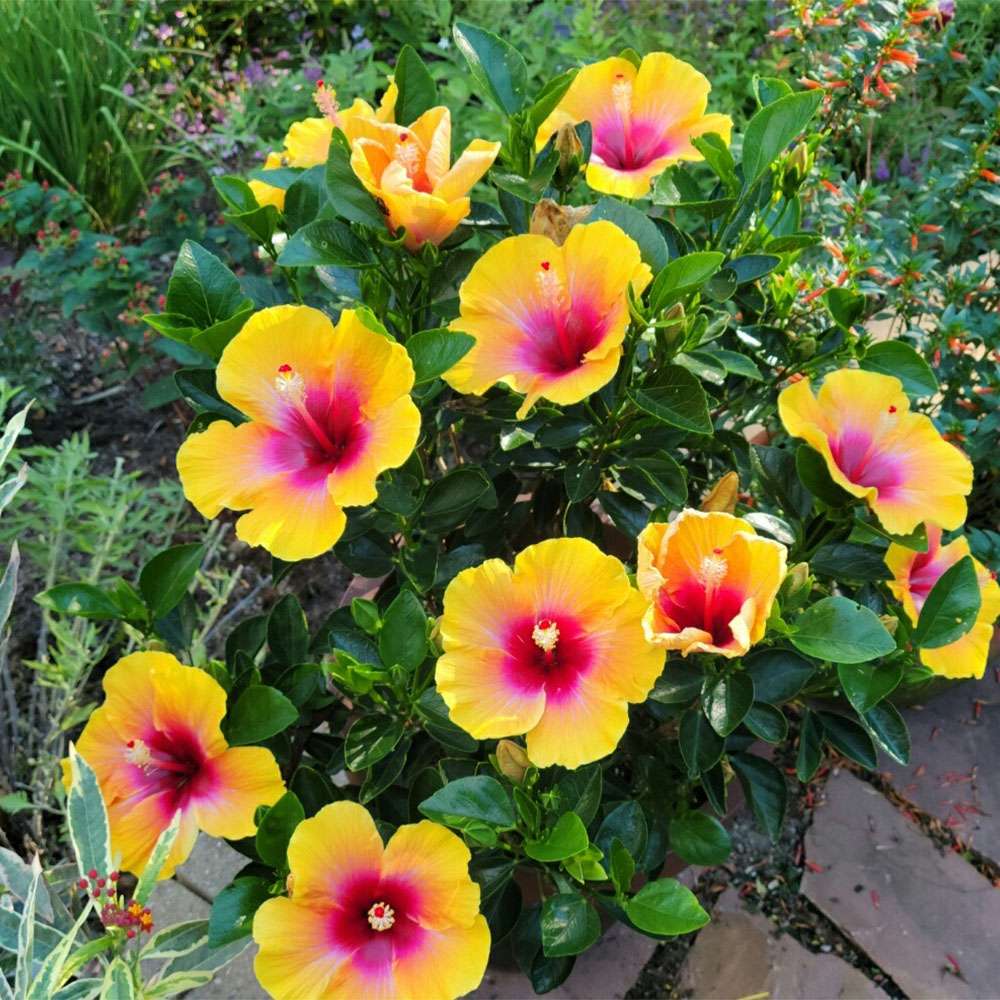 Tropical Hibiscus - HOLLYWOOD HIBISCUS SOCIAL BUTTERFLY
