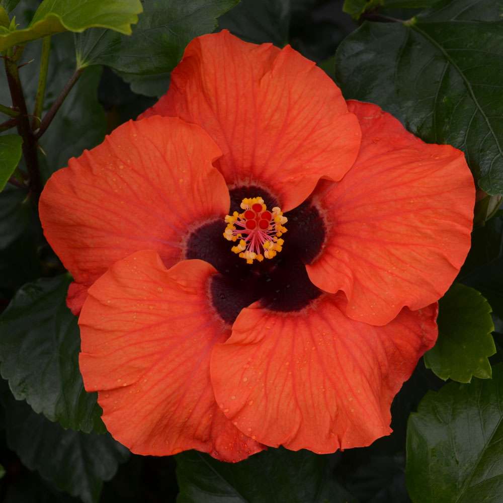 Tropical Hibiscus - HOLLYWOOD HIBISCUS SUNSET BOULEVARD