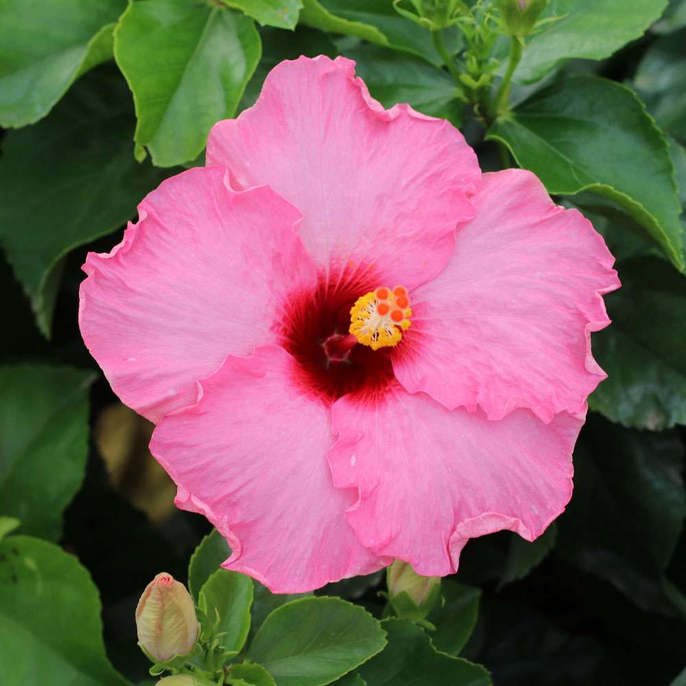Tropical Hibiscus - HOLLYWOOD HIBISCUS TALK OF THE TOWN
