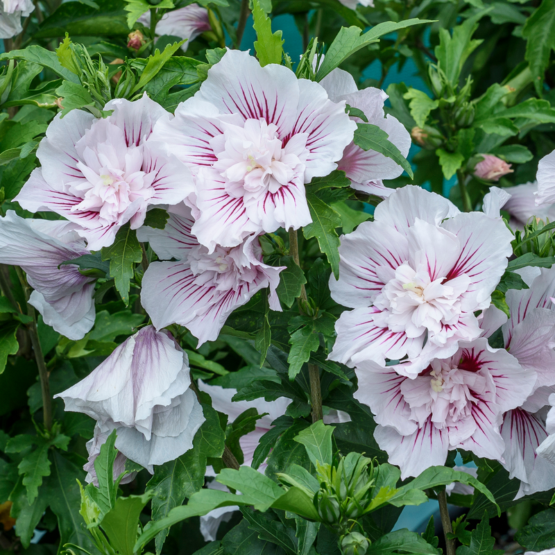 Rose of Sharon - Starblast CHIFFON