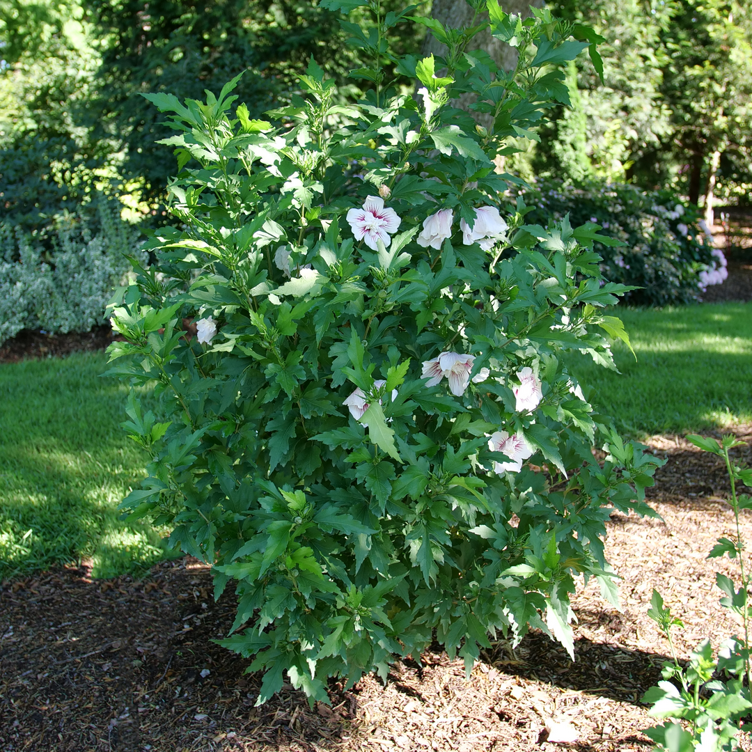 Rose of Sharon - Starblast CHIFFON