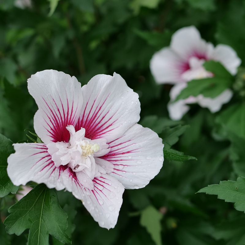 Rose of Sharon - Starblast CHIFFON
