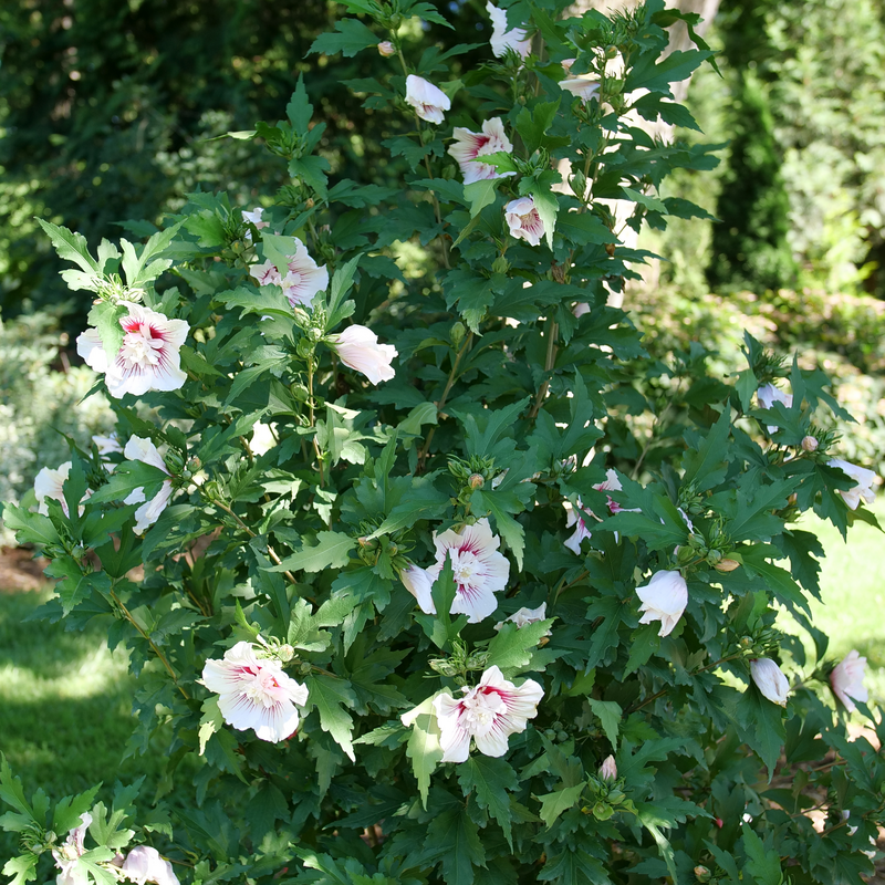 Rose of Sharon - Starblast CHIFFON