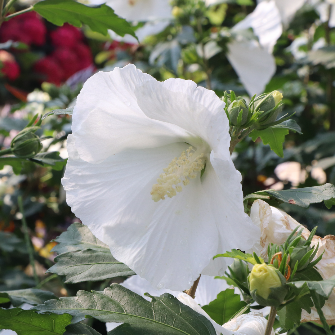 Rose of Sharon - PARAPLU Pure White