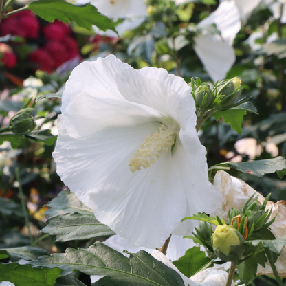 Rose of Sharon - PARAPLU Pure White