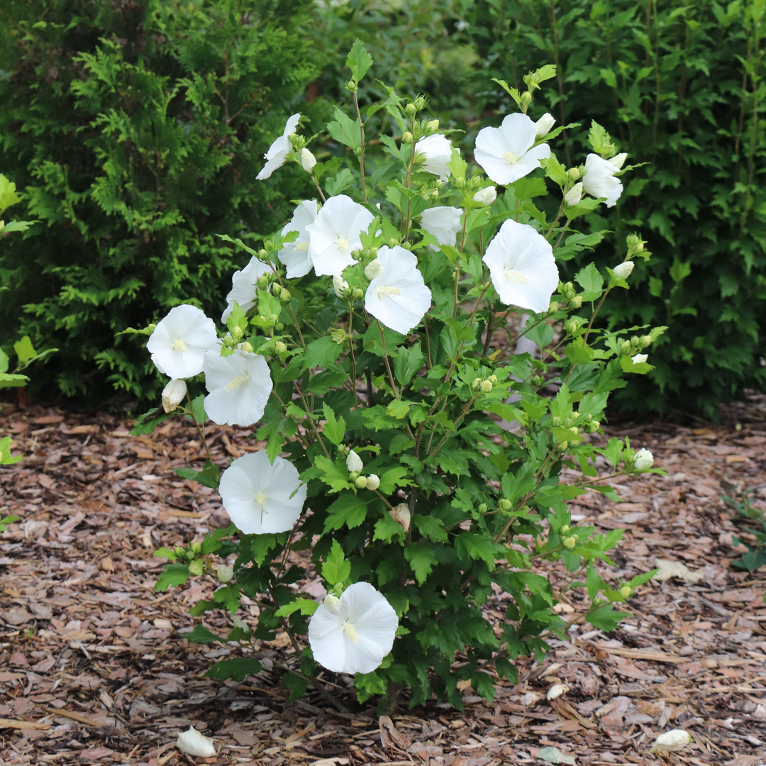 Rose of Sharon - PARAPLU Pure White