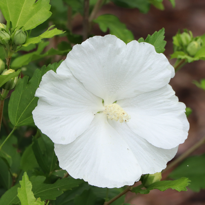 Rose of Sharon - PARAPLU Pure White