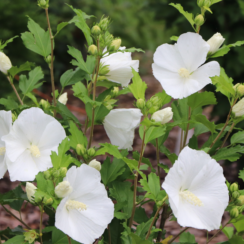Rose of Sharon - PARAPLU Pure White