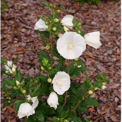 Rose of Sharon - PARAPLU Pure White