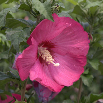 Rose of Sharon - PARAPLU RED