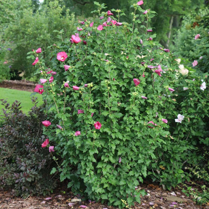 Rose of Sharon - PARAPLU RED